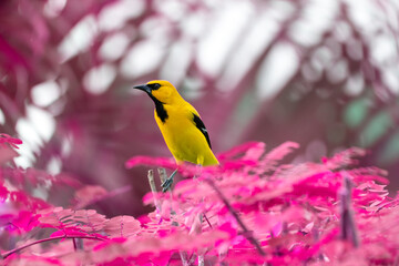 A Yellow Oriole bird perched on a tree in a magenta tone and background.