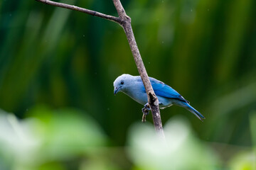 Blue-gray Tanager bird perched on a branch in a tropical garden with dark green background.