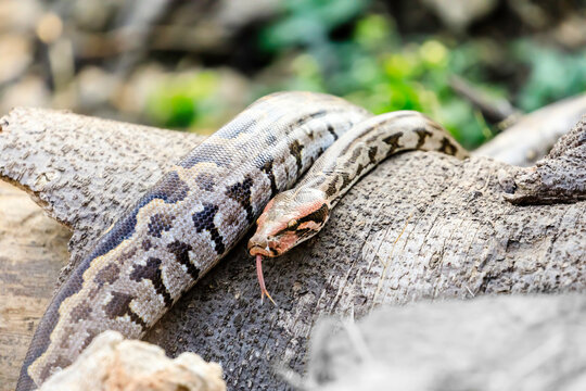 Indian Python slithering down a fallen tree