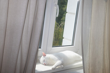 White cat sleeps on a white window sill.