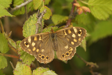 Closeup on the hairy, brown Speckled wood butterfly, Pararge aegeria sitting with spread wings