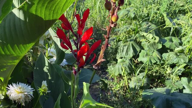 Canna flowers are ginger-colored flowers from the Cannae family.Beautiful red flowers in the garden. Canna Indian. This is a beautiful ornamental canna native to southern Belize and other parts of USA