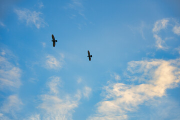 青空に飛ぶ鳩のつがい