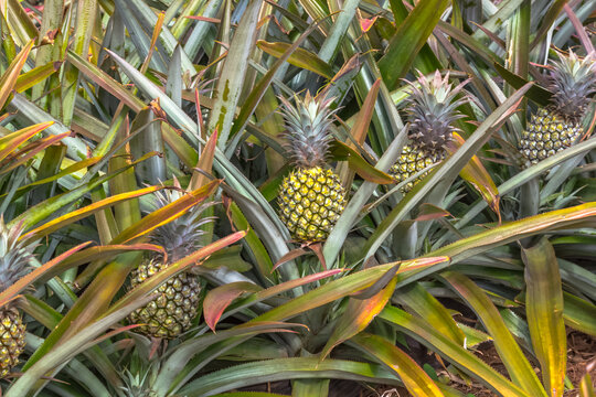 Champ d’ananas Victoria, île de la Réunion 