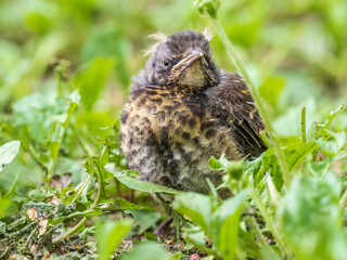A fieldfare chick, Turdus pilaris, has left the nest and sitting on the spring lawn. A fieldfare...