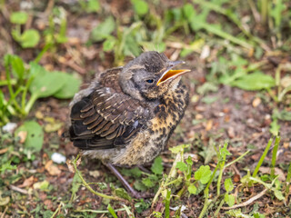 A fieldfare chick, Turdus pilaris, has left the nest and sitting on the spring lawn. A fieldfare...