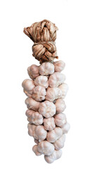 white organic Bunch of garlic bulbs, lots of garlic Whole Tied, isolated on white background