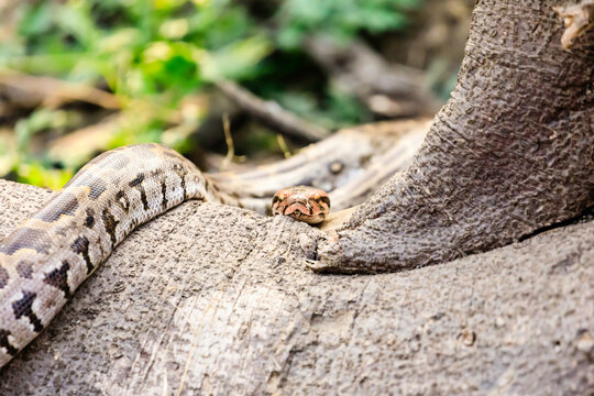 Indian python looking at the camera