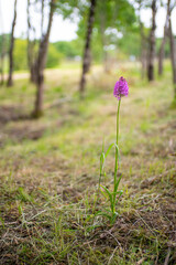 Anacamptis pyramidalis Pyramidal orchid flowering in the forest in Spring - obrazy, fototapety, plakaty