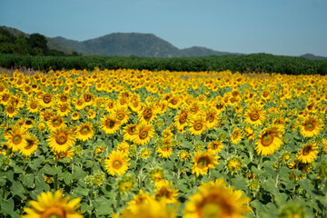 Obraz premium THAILAND LOPBURI SUNFLOWER FIELD