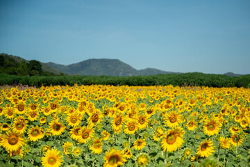 THAILAND LOPBURI SUNFLOWER FIELD