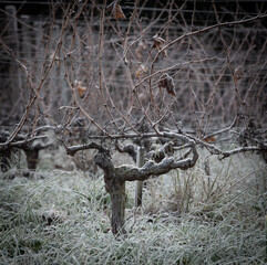 Bordeaux vineyard over frost and smog and freeze in winter, landscape vineyard . High quality photo