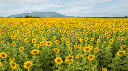 Aerial Beautiful sunflower flower blooming in sunflowers field.