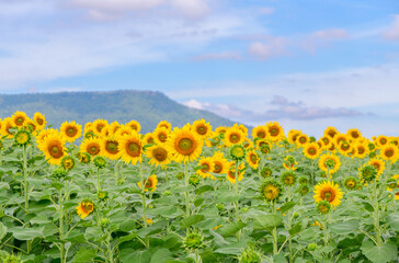 Beautiful sunflower flower blooming in sunflowers field. Popular tourist attractions
