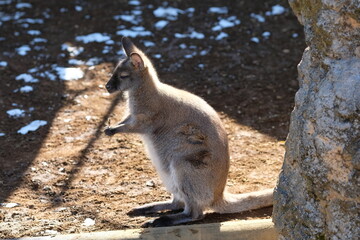 bennett`s wallaby in the zoo