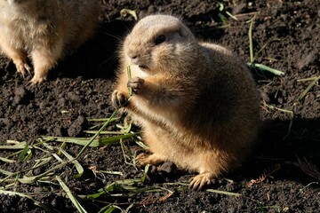 black-tailed prairie dog in the zoo