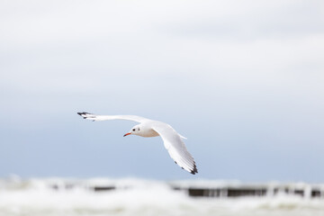 Seagull in the natural environment on the Baltic Sea.