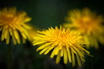 dandelion in the garden