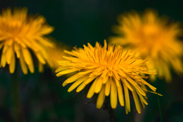 yellow flower