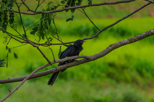 blackbird on a branch