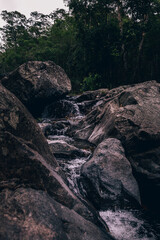Fototapeta premium Australia forest details