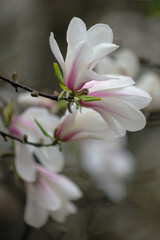 Spring background with beautiful light pink magnolia flowers in soft light
