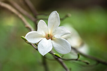 The beautiful blossoming magnolia flower