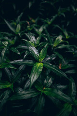 Australia forest details