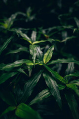 Australia forest details