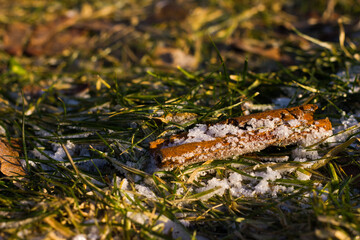 crystals of snow and ice freezing on a brown branch lying on the ground in green grass and fallen leaves, as well as snowflakes on it, taken from a close distance from near in winter in frost and cold