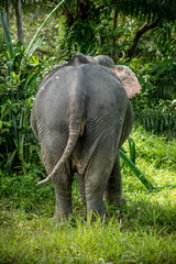 Fototapeta premium Elephant showing his beautiful ass