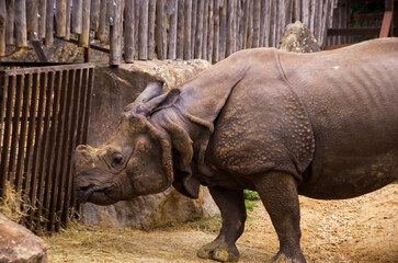 Old big rhinoceros in the zoo