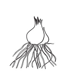 Spring crocus saffron bulb in continuous line drawing style. Outline collection of flower icons for flower shop, vegetable garden, gardener. Black linear drawing on a white background