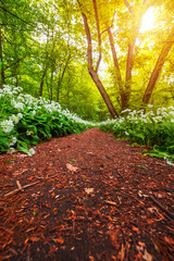 Spring blooming beech forest with beautiful white wild garlic, wild onions (Allium ursinum), garlic flower edible and healthy, Mecsek  middle mountains at sunset - 559516589