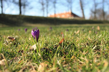 Wiosna. Krokus w zielonej trawie, w oddali budynek i drzewa. Wiosna w parku - obrazy, fototapety, plakaty