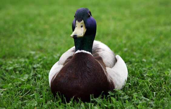 Close-up view of a mallard duck