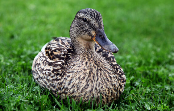 Close-up view of a mallard duck