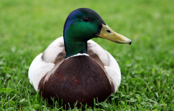 Close-up view of a mallard duck