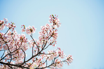 white cherry blossom or sakura flower full bloom in spring