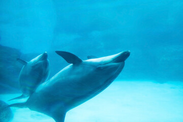 Two adorable Sea dolphins swimming in Nagoya aquarium