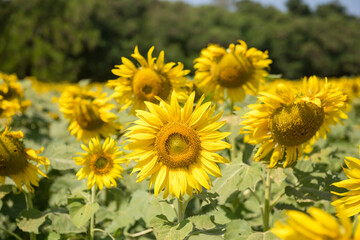 Sunflowers in the field in summer, natural background