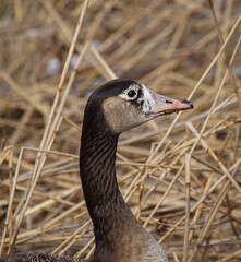 Obraz premium country goose branta canadensis
