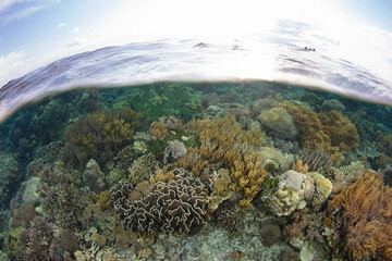 A coral reef composed of a wide variety of corals grows in the Solomon Islands. This beautiful...