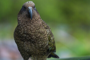 Kea (Nestor notabilis)