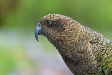 Kea (Nestor notabilis)
