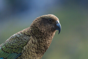 Kea (Nestor notabilis)