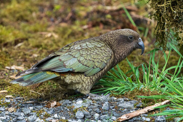 Kea (Nestor notabilis)