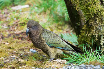 Obraz premium Kea (Nestor notabilis)