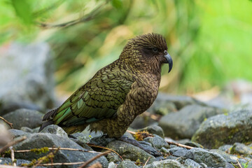 Kea (Nestor notabilis)
