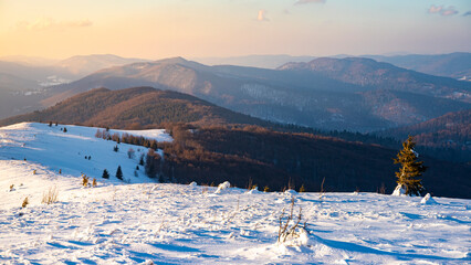 panorama of snowy mountains bieszczady at sunset, coniferous trees covered with snow, colorful winter sunset seen from the top of the mountain bukowe berdo